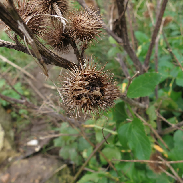 The prickly, brown balls of burdock.