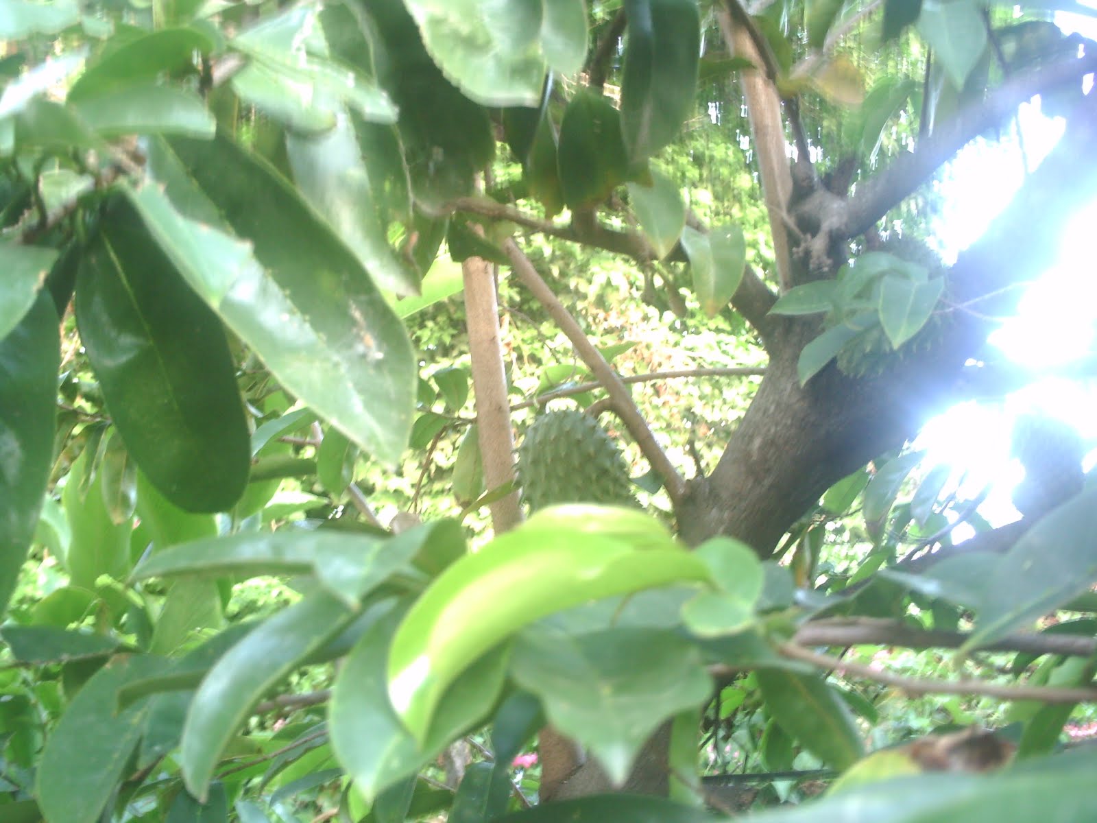 Home Remedies Medicinal Properties of the Soursop Tree