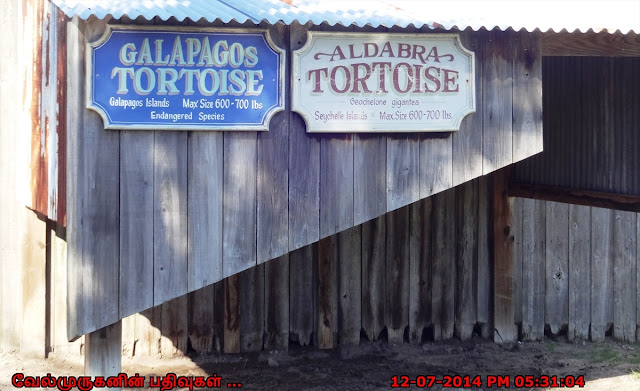 Galapagos giant tortoise and Aldabra giant tortoise