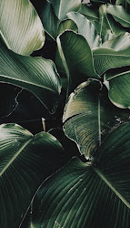 tropical leaves iphone wallpapers