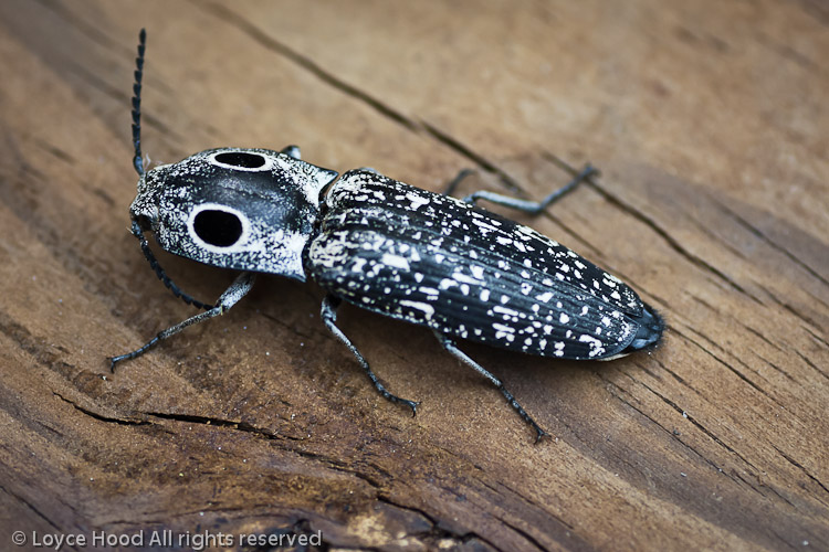 Photo of the Day Eastern Eyed Click Beetle