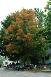 Only half this tree on Elm St is turning