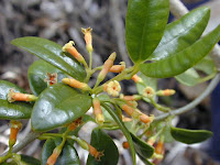 Apocynaceae - Alyxia oliviformis