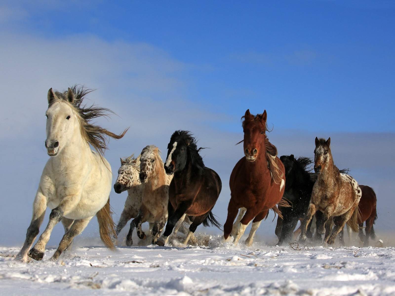 اجمل خيل عربي اصيل في العالم