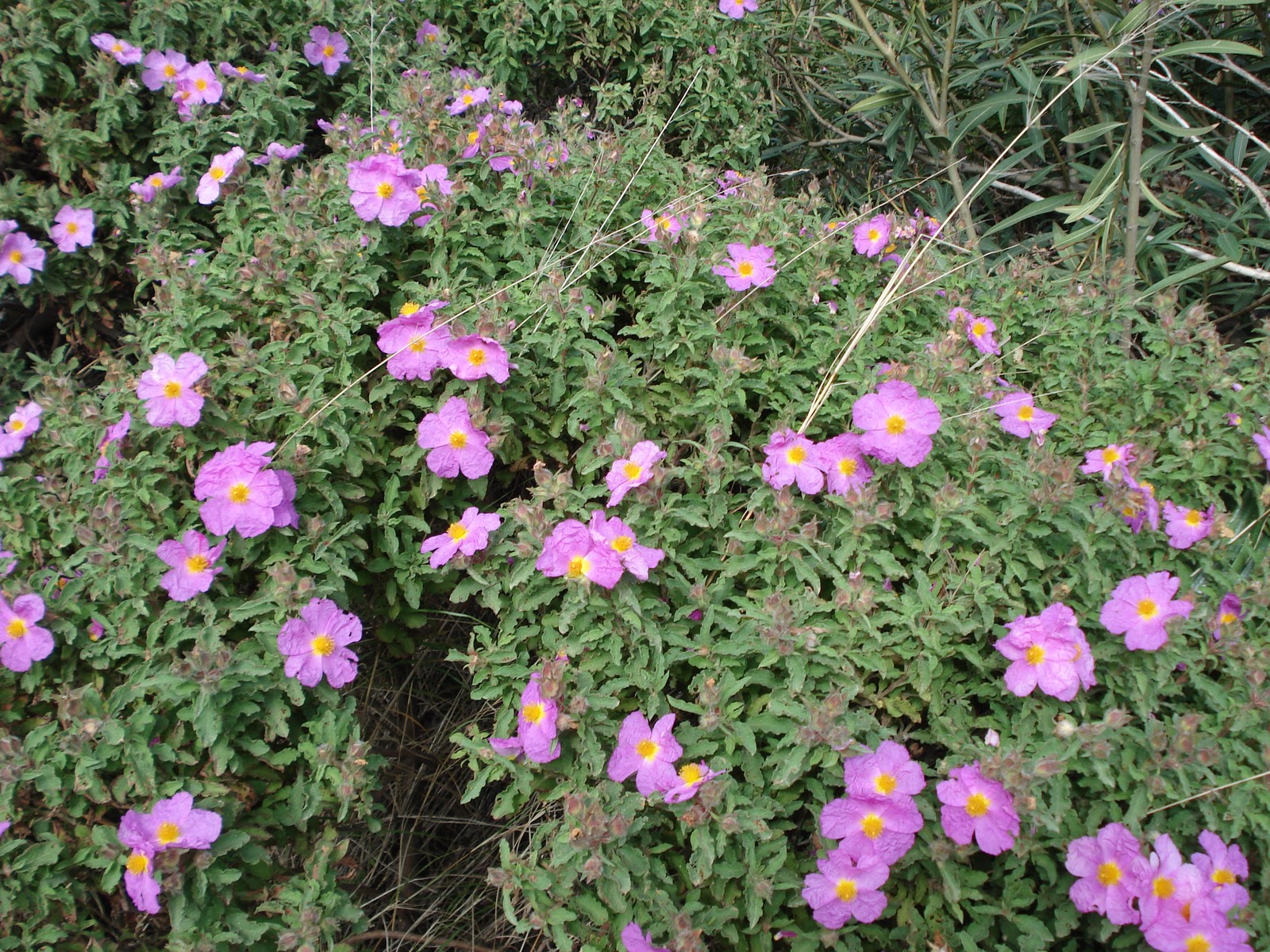 Graubehaarte Zistrose aus Kreta.(Cistus Incanus from Creta) - Labdanum ...