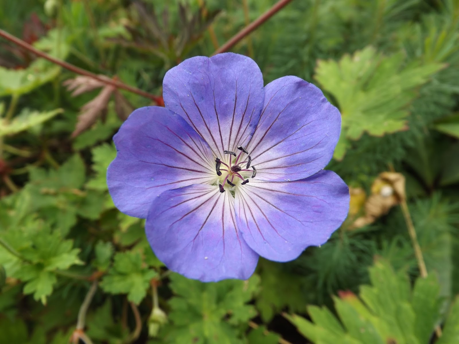 Le Jardin de la Salamandre: Geranium Rozanne, RHS Plant ot the Centenary