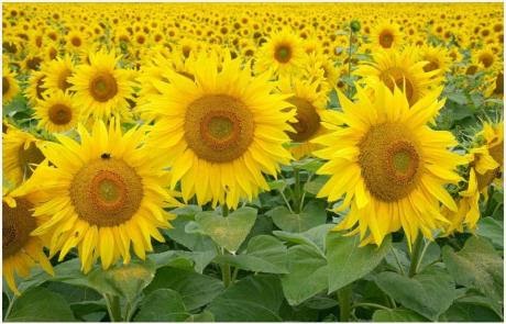 Tanaman Bunga  Matahari  Banyak Manfaat Terdapat Pada Biji  