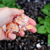 Used coffee grounds + crushed dry egg shells = no blossom end rot