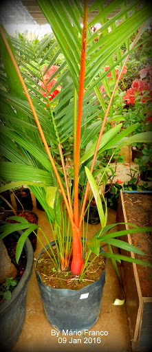 Meu Cantinho Verde PALMEIRALACA, PALMEIRAVERMELHA  ( Cyrtostachys