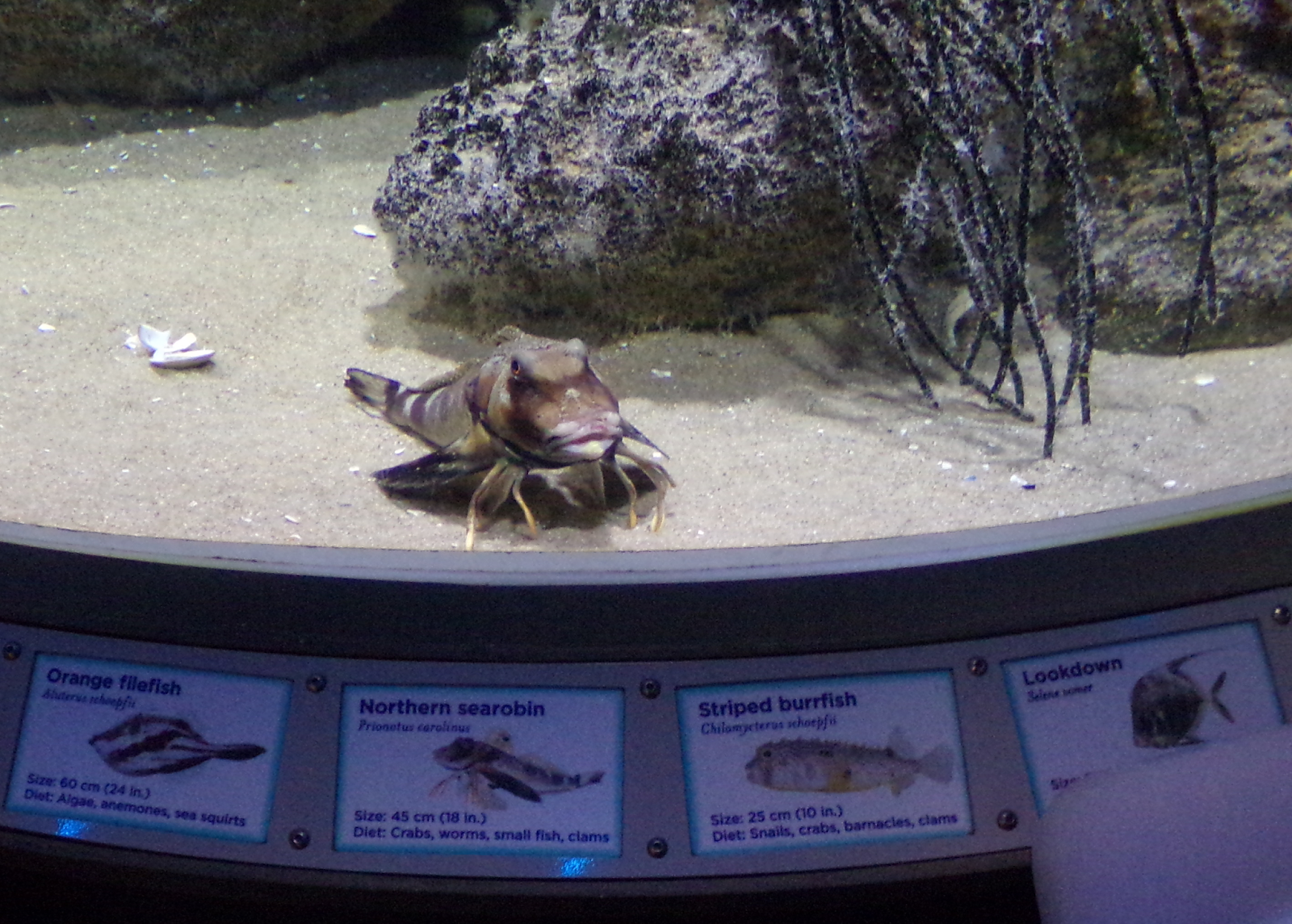 randuwa ii national aquarium