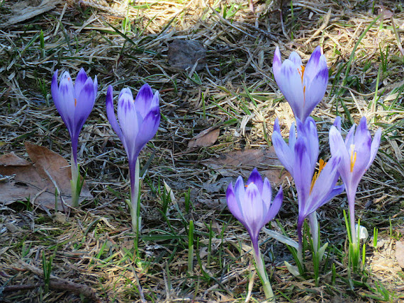Krokusy Krokusy