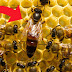 Cómo una Simple Abeja se Convierte en Abeja Reina?