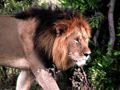lleo, leon, león, animal africa, animales africa, Kenya, Africa