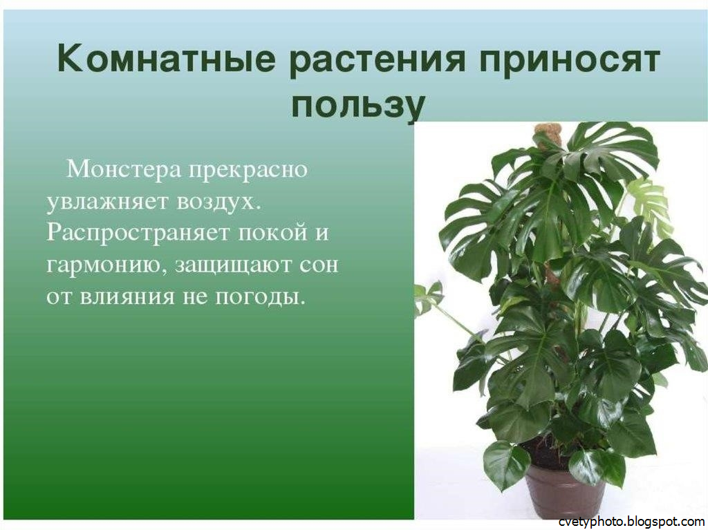 Комнатные растения польза и вред