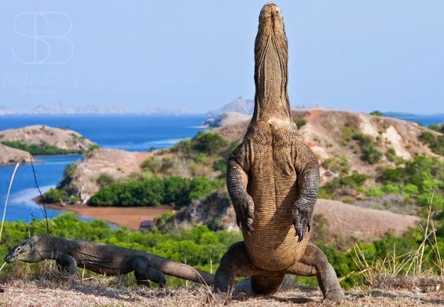 10 Places You Shouldn't Miss in Indonesia | Komodo Dragon , Rinca Island, Komodo National Park, Indonesia 10 Places You Shouldn't Miss in Indonesia | Komodo Dragon , Rinca Island, Komodo National Park, Indonesia