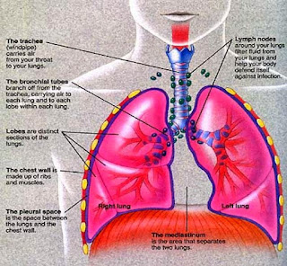 Mesothelioma kanker di paru-paru