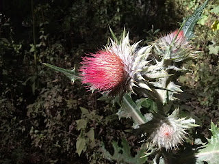 Cirsium ehrenbergii, Cardo santo Cirsium ehrenbergii, Cardo santo