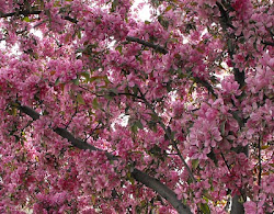 Springtime blossoms