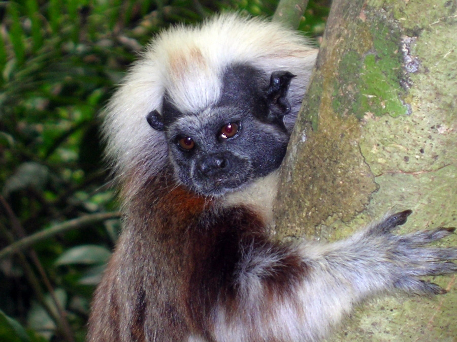 Colombia - Animals In Colombia South America