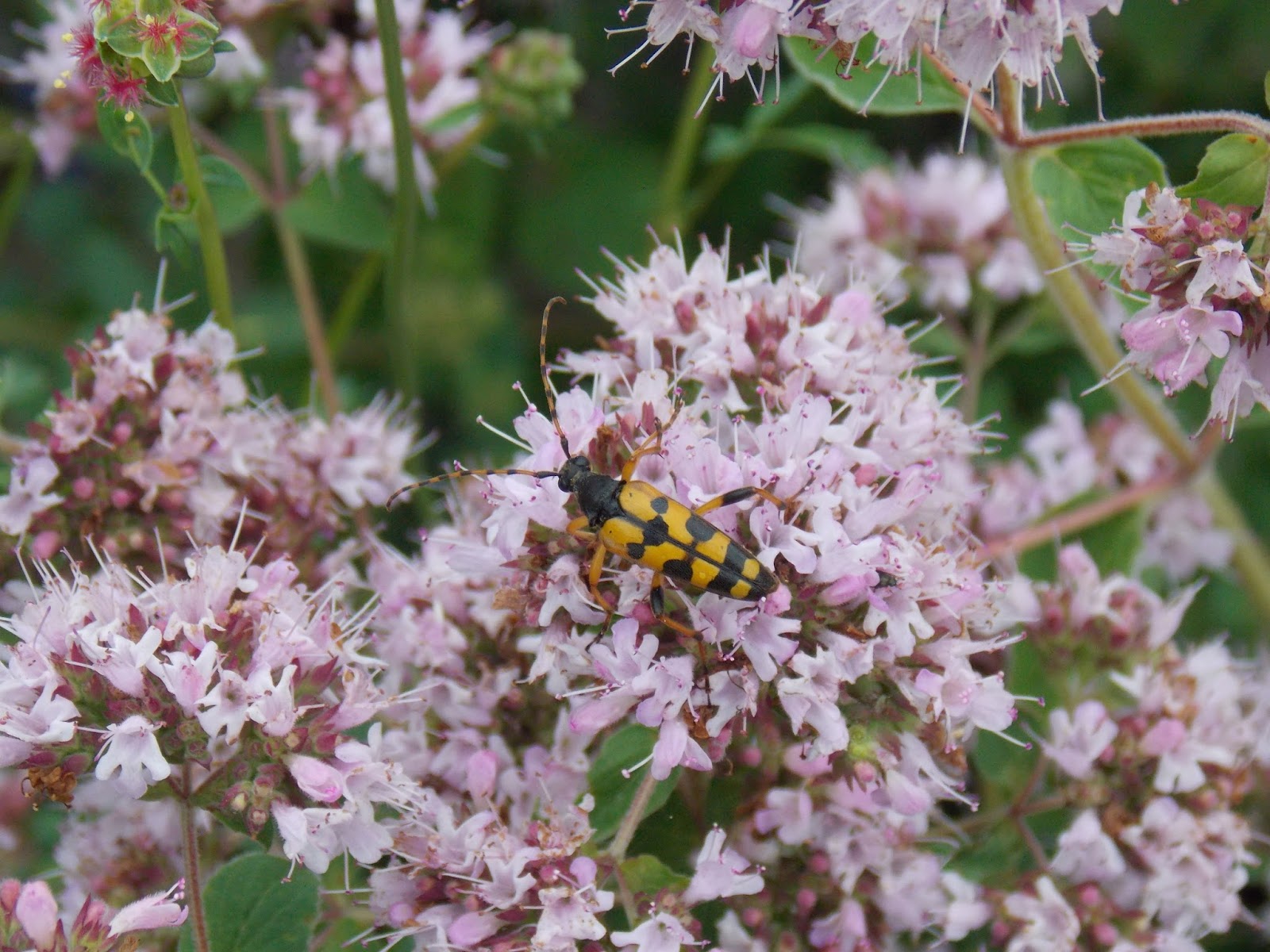 Association De Légumes Au Jardin