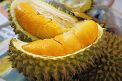 Kandungan Gizi dan Manfaat Buah Durian Kandungan Gizi dan Manfaat Buah Durian