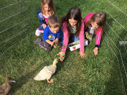 aarp chicken coop story 3