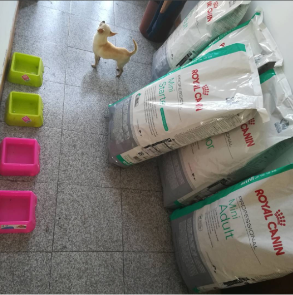 Alimentacion chihuahuas