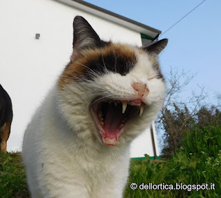 cane e gatto della fattoria didattica a Savigno Valsamoggia Bologna