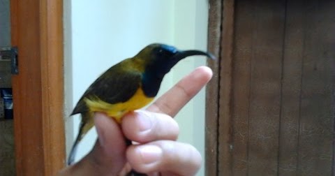 34+ Burung sogok ontong betina dewasa terupdate