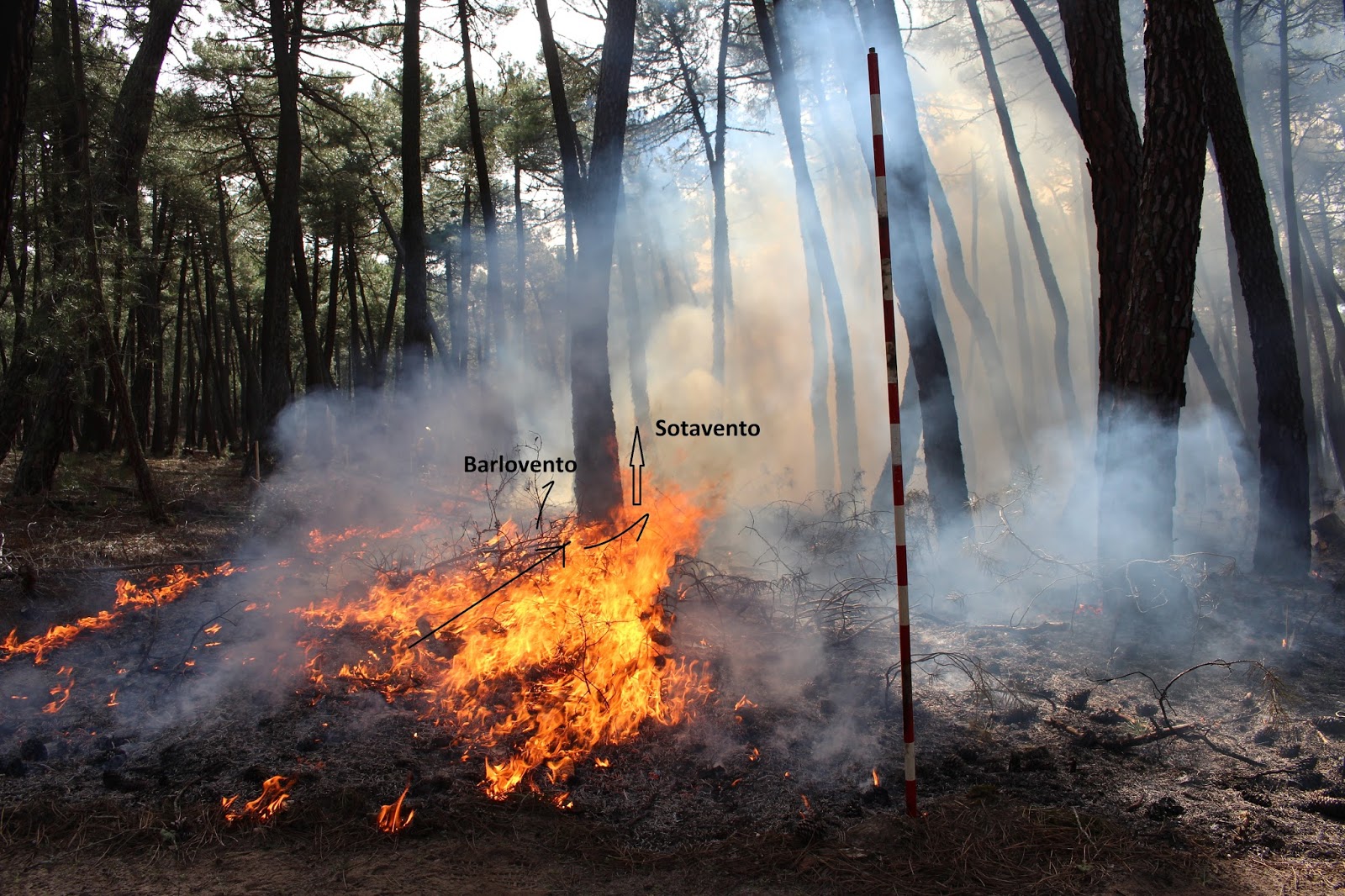 FuegoLab: El efecto chimenea en los troncos de los árboles