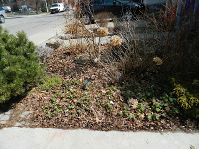 Toronto Leslieville Spring Front Yard Cleanup Before by Paul Jung Gardening Services--a Toronto Gardening Company Toronto Leslieville Spring Front Yard Cleanup Before by Paul Jung Gardening Services--a Toronto Gardening Company