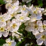 Hojas de Espino blanco