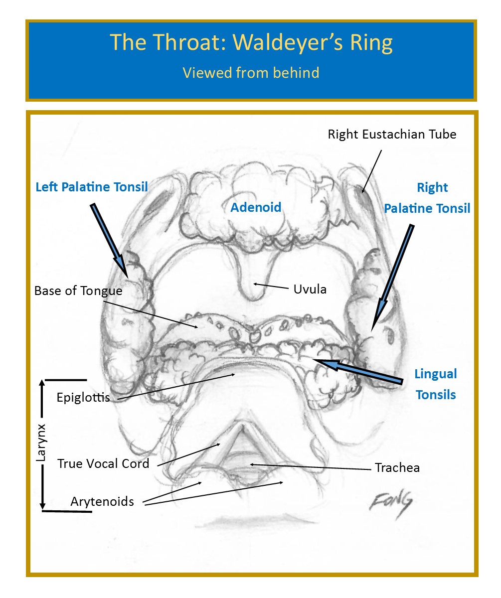 Sore Throat 102 Waldeyer’s Ring and Defending the Fort
