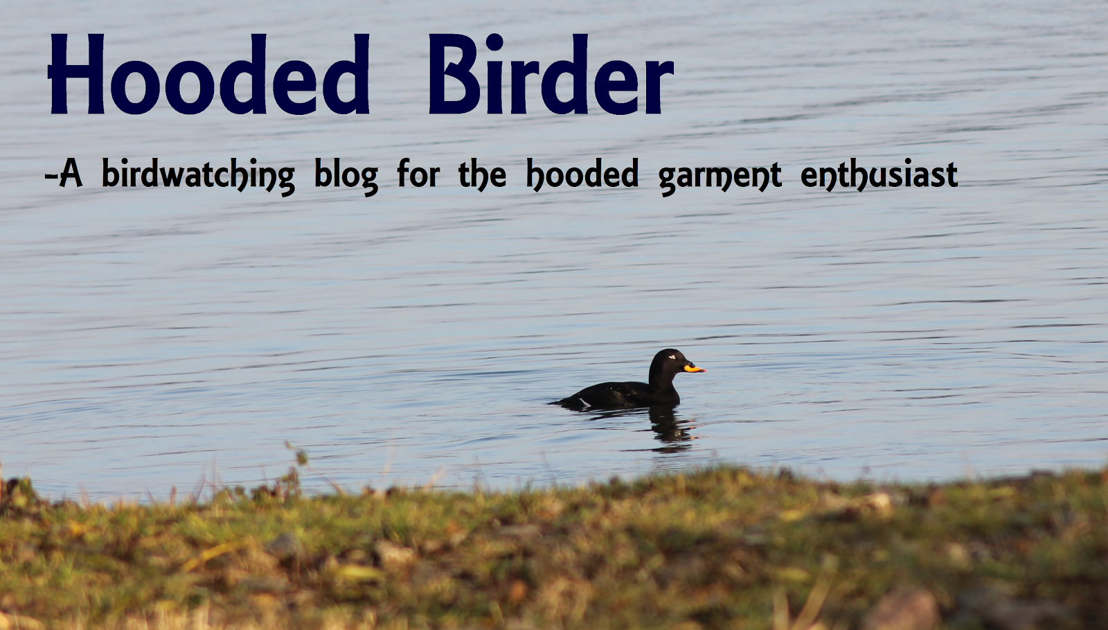Hooded Birder