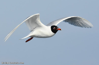 Gavina capnegra (Ichthyaetus melanocephalus) Gavina capnegra (Ichthyaetus melanocephalus)