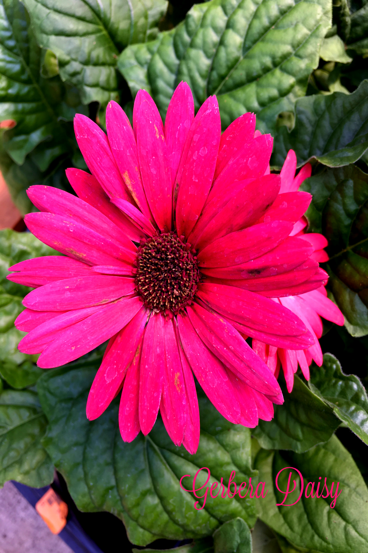 Top Ten Flowers for Summer Color Our Good Life