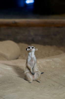 Click here to enlarge image Ark Avilon Zoo - Meerkat