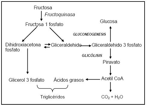 instituto metabolismo celular en el cuerpo humano