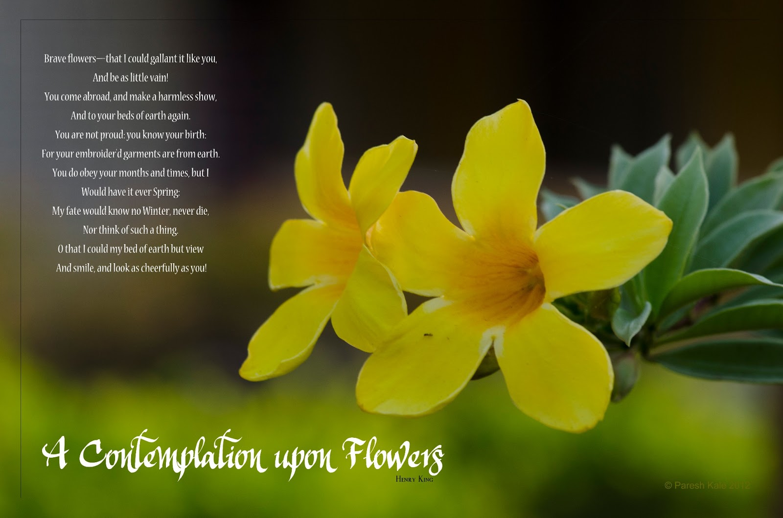 The Top Post ! A flower a poem