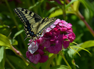 Schwalbenschwanz, Dovetail, swaelstert, përputhen, dovetail Schmetterling, mariposa, butterfly, fluture, papillon, бабочка, con bướm, motýl, fjäril, kupu-kupu, féileacán, farfalla, Leptir, drugelis, пеперутка, motyl,