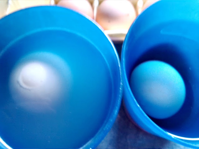 Bouncing Egg Experiment with Results