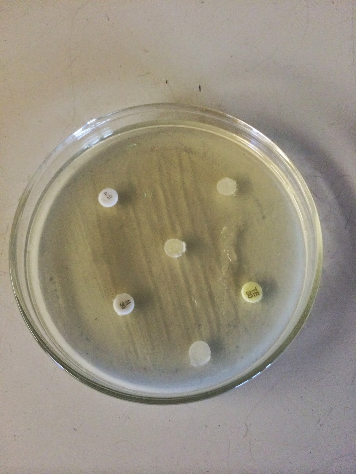 Getting Bacteria Samples