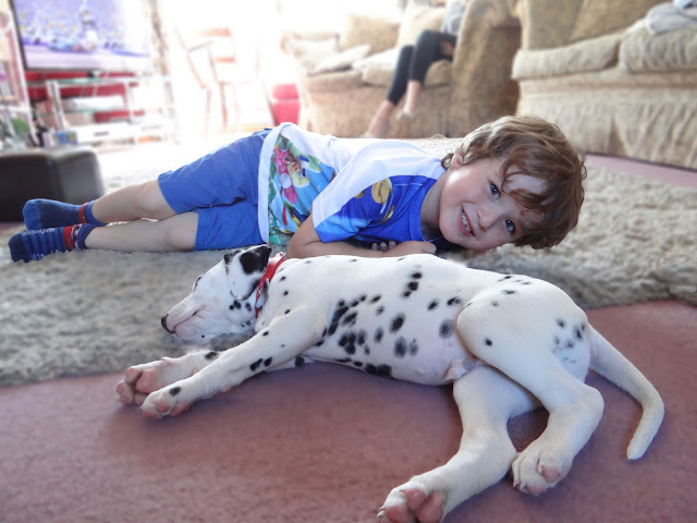 Dalmatian Puppy