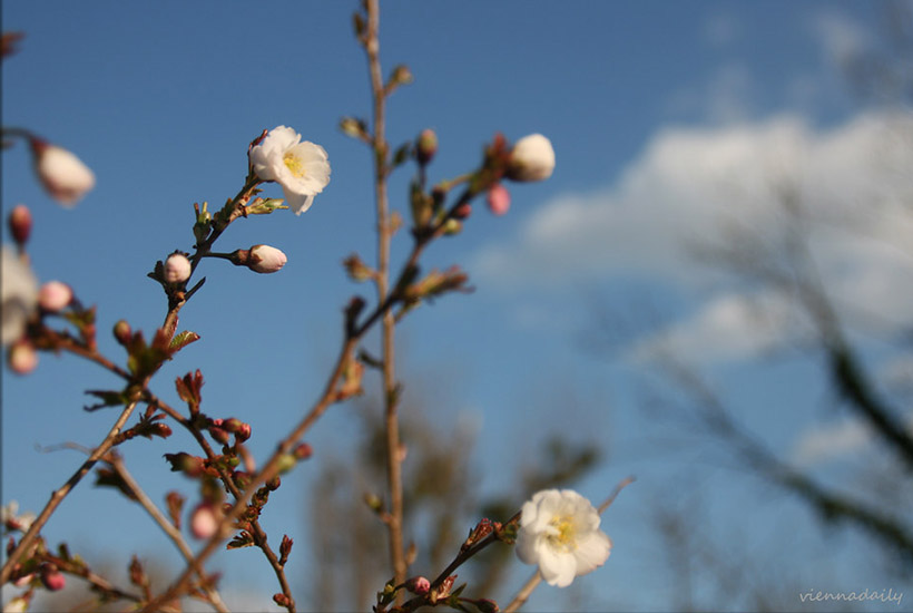 White plum blossoms.