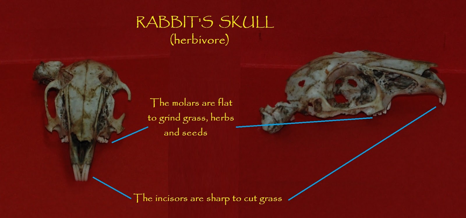 CIUDAD DE CÓRDOBA 3º SCIENCE BLOG RABBIT'S SKULL