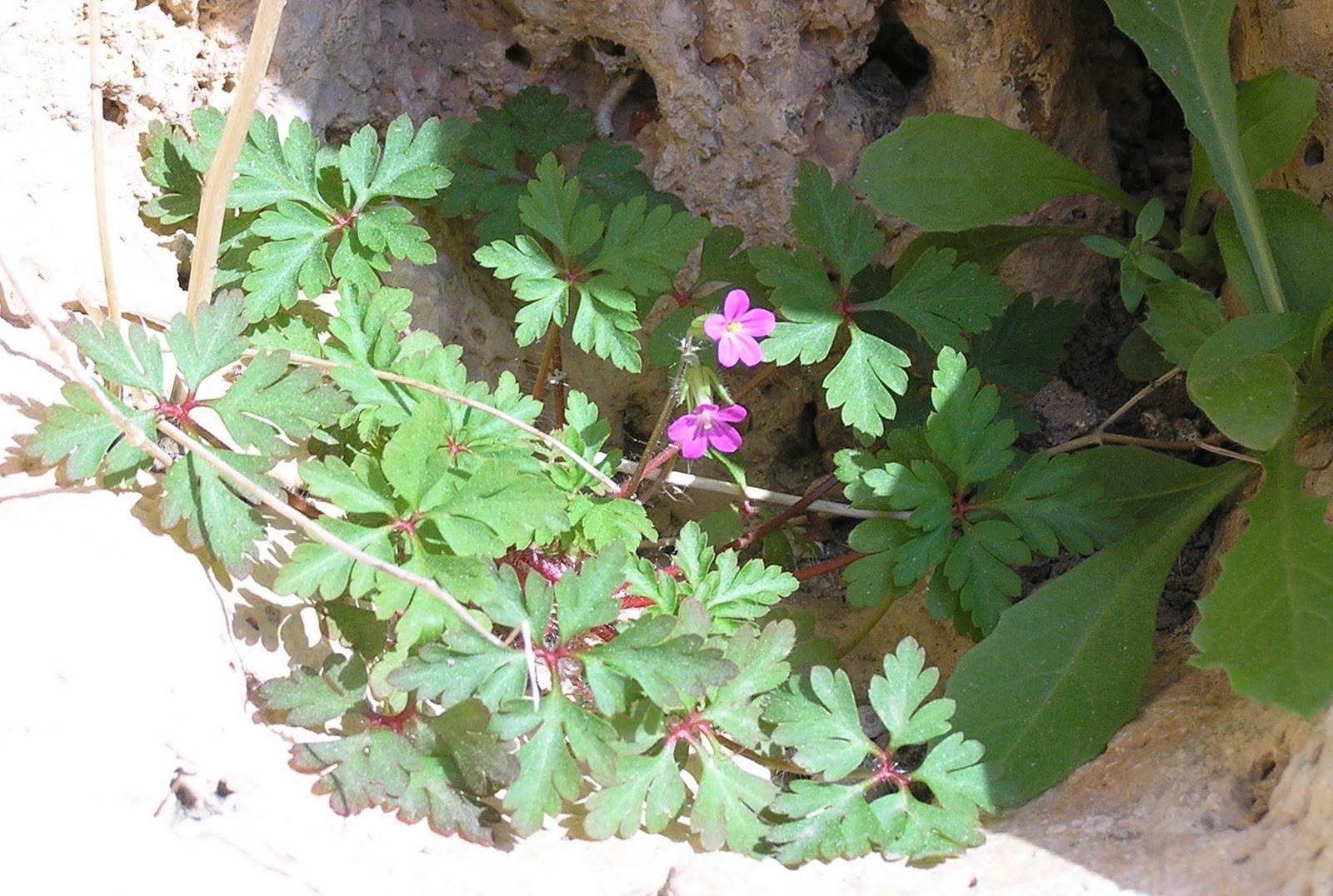 Flora Mirabilis: Geranium robertianum