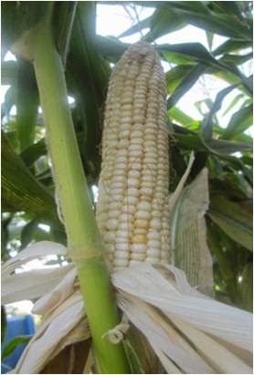 Jagung Hibrida Multi Nasional VS Jagung Hibrida Nasional - INOVASI-Blog