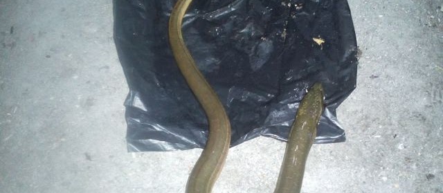 Perkawinan Belut di Alam Bebas