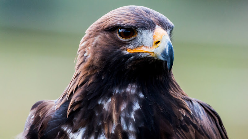 Golden Eagle