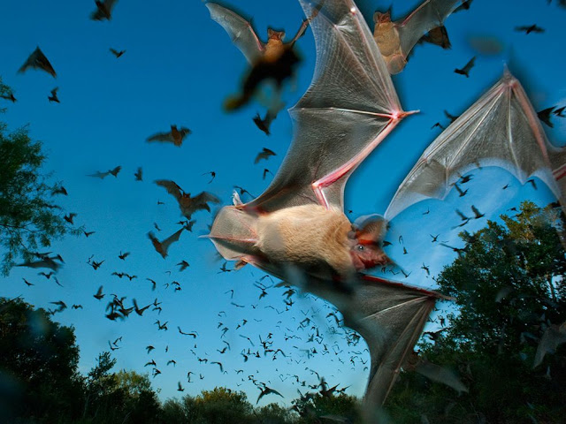bats bats